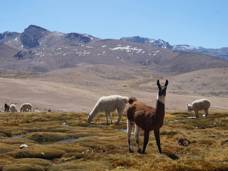 Vicuna - Peru