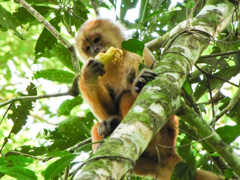 Amazone Peru Kids - aap