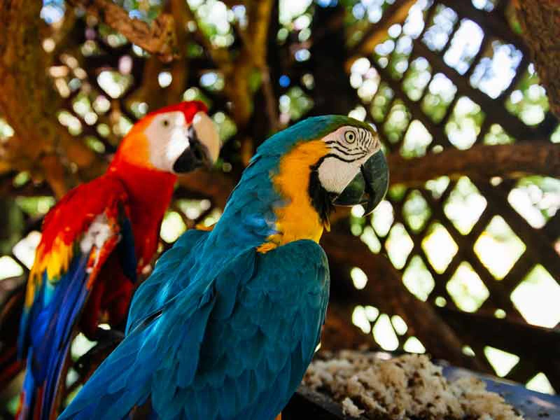 Amazone Peru Kids - ara