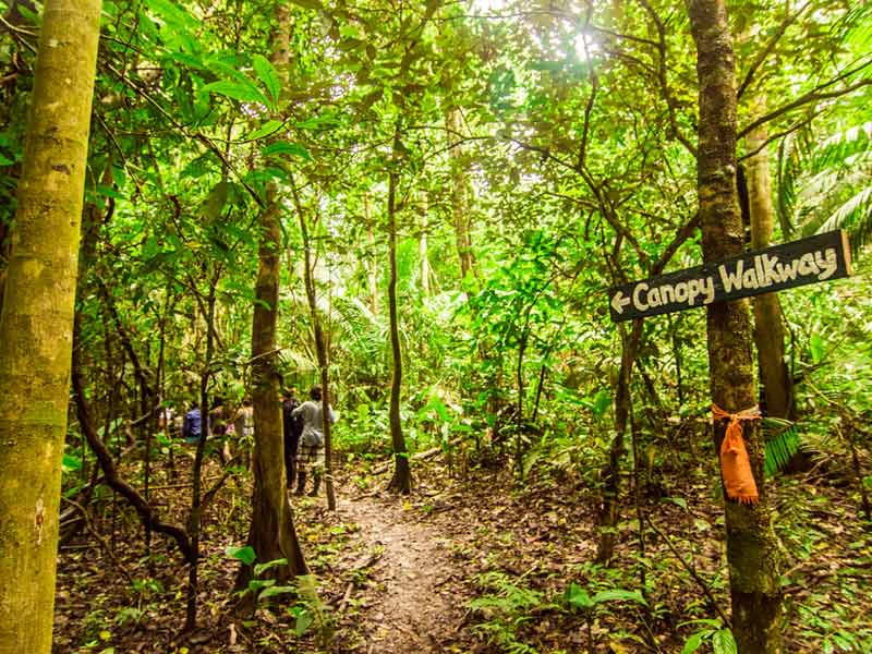 Amazone Peru Kids - canopy walk