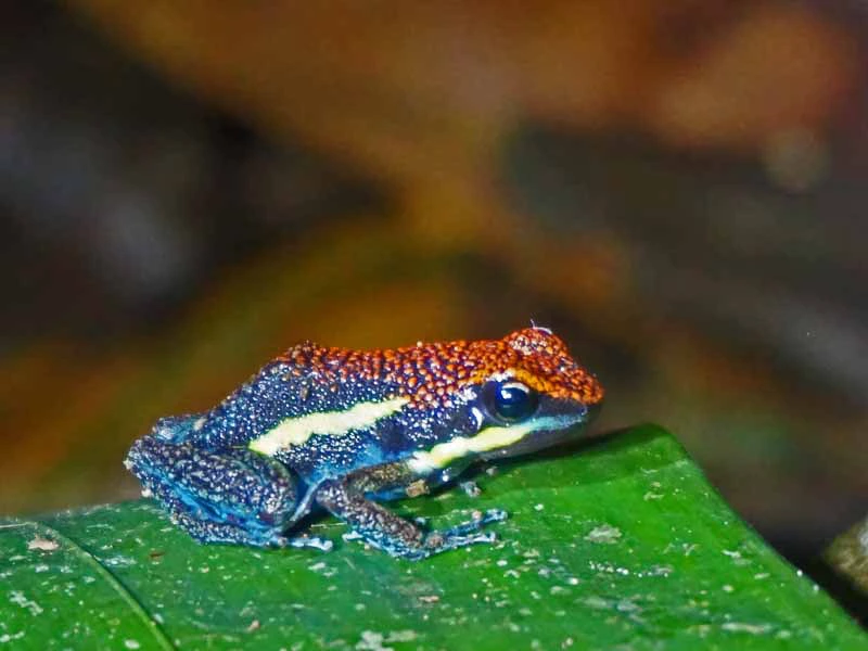 Amazone Peru Kids - gifkikker