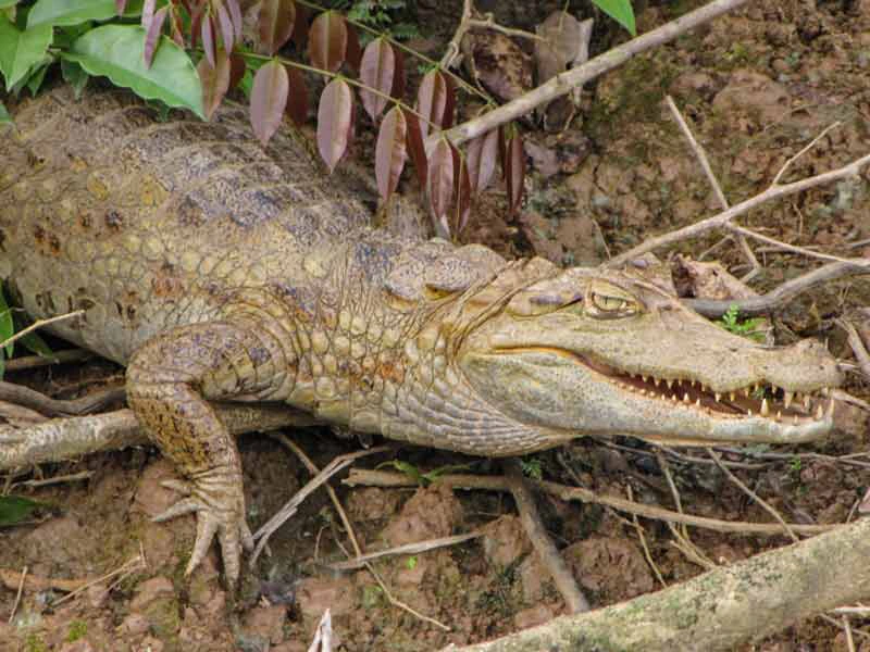 Amazone Peru Kids - kaaiman