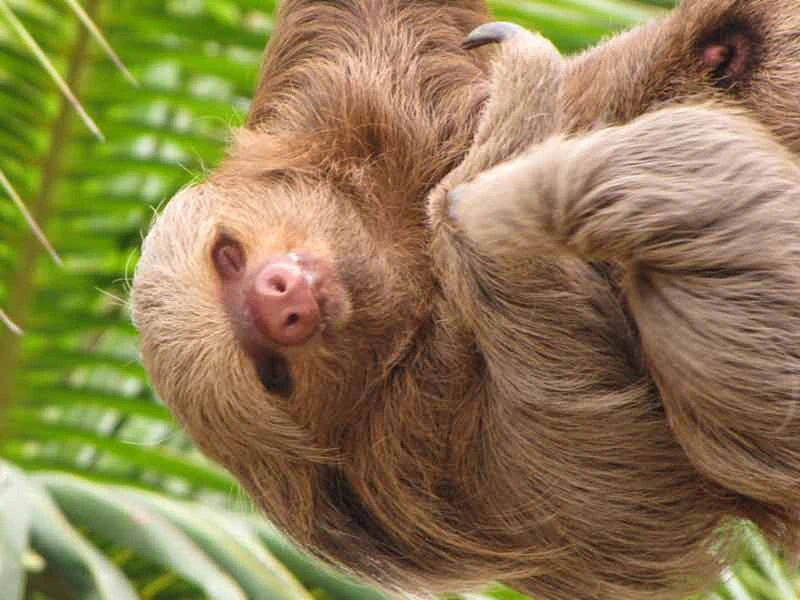 Amazone Peru Kids - luiaard