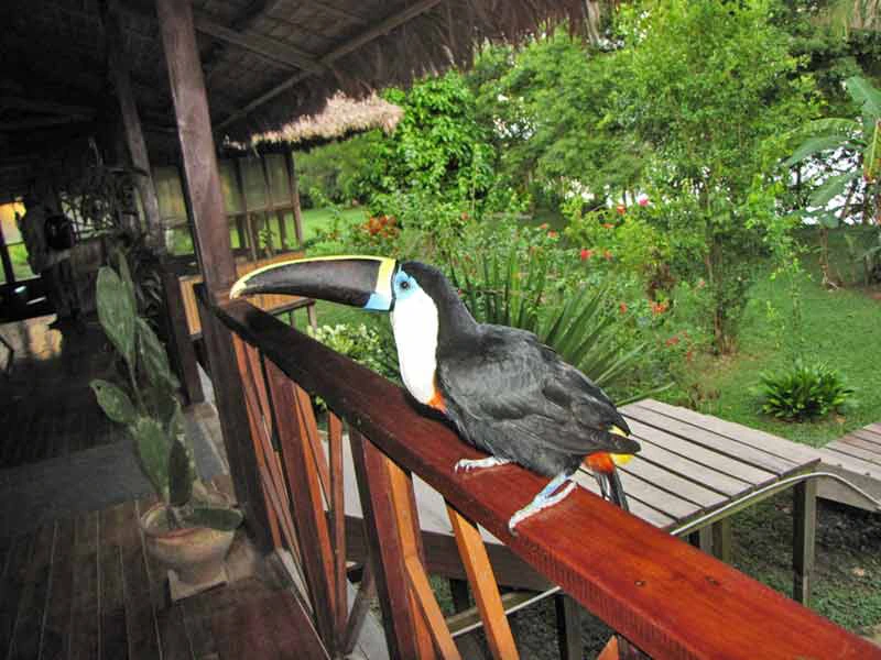 Amazone Peru Kids - toucan lodge