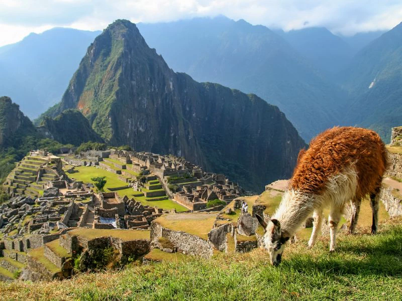 Alpaca Machu Picchu