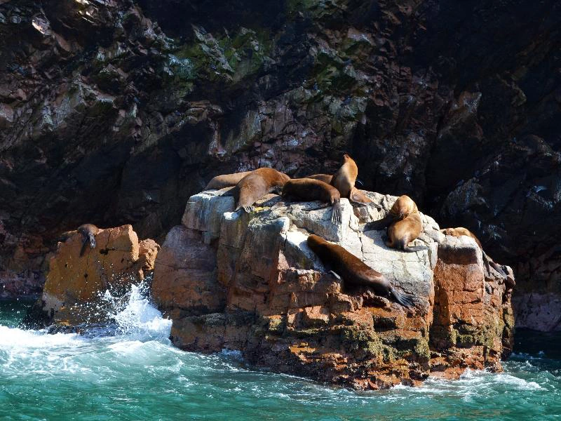 Peru - Paracas zeeleeuwen