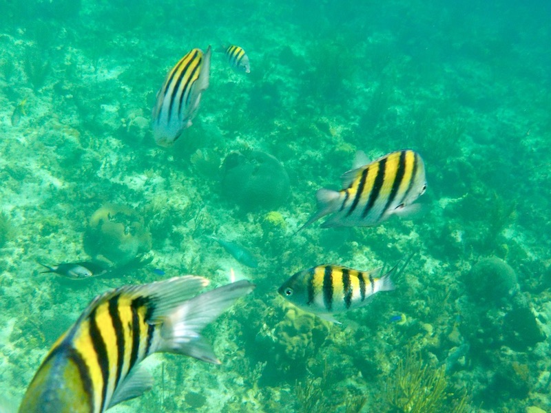 Snorkelen, Cuba met kinderen