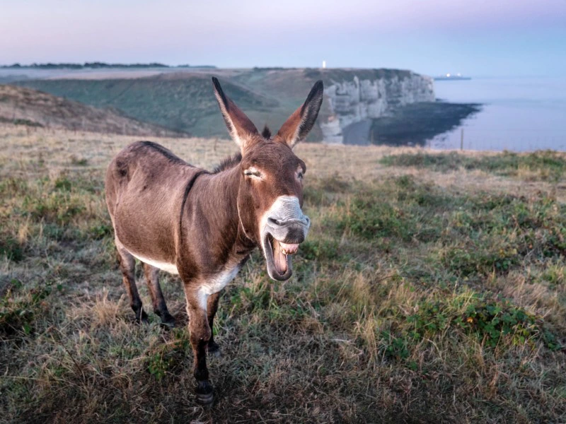 ezel bij kust van normandie frankrijk