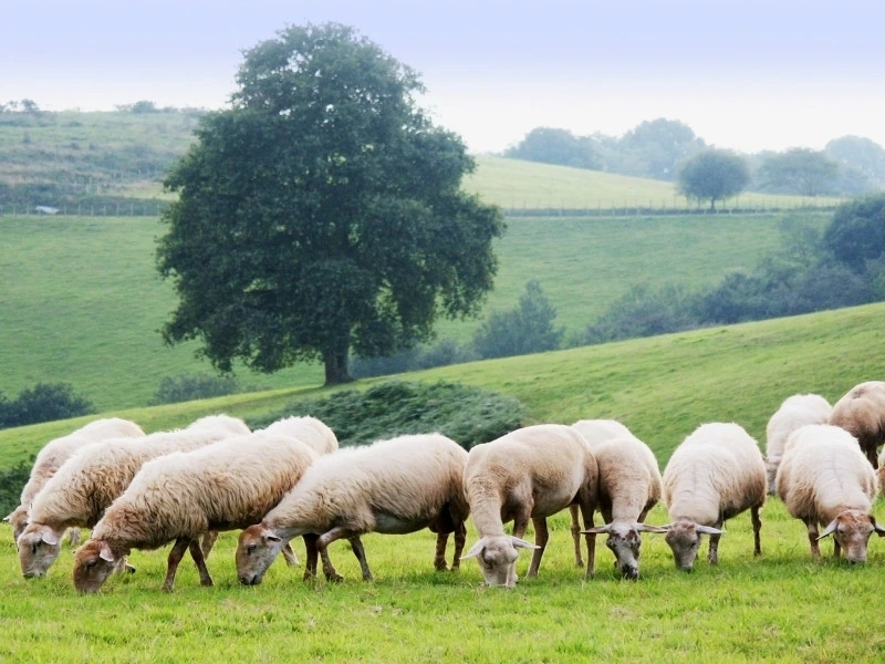 schapen frans baskenland