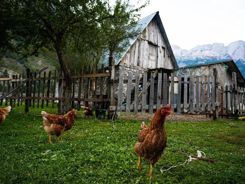 Albanië valbone boerderij