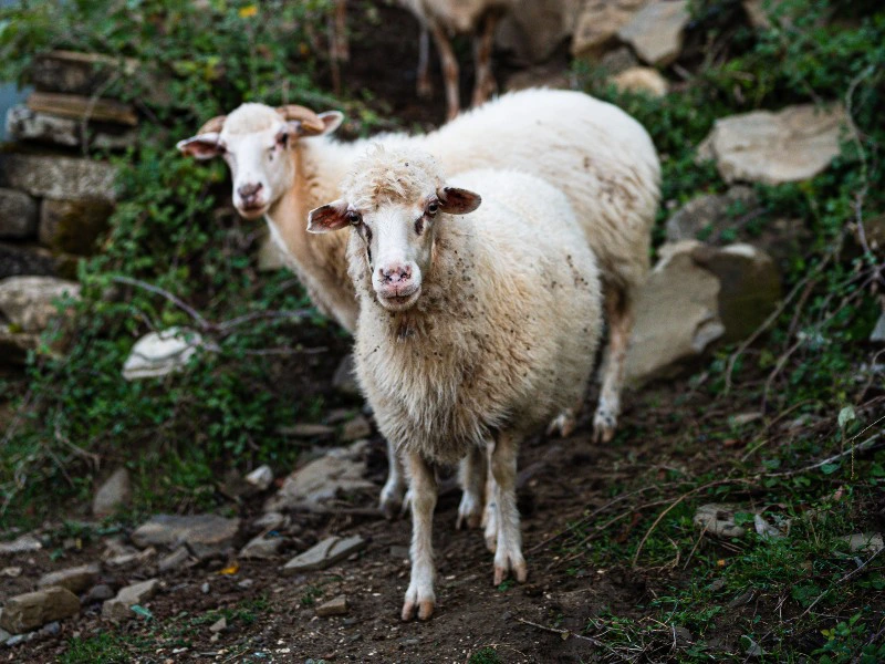 permet kelcyre albanie schapen