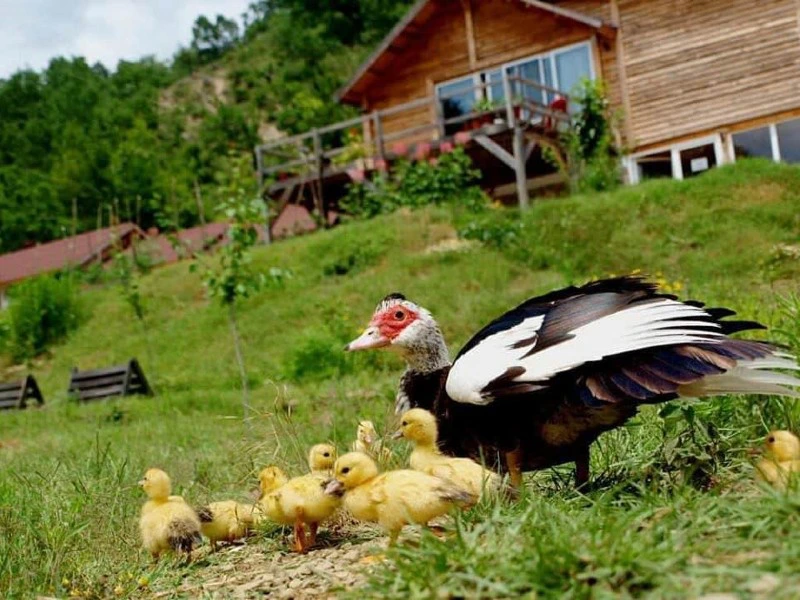 lokale boerderij albanie
