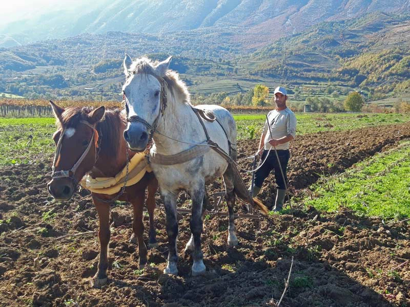Farmstay paardrijden Albanie