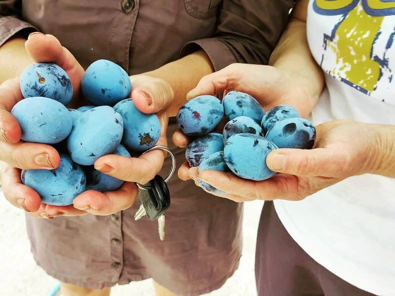 verblijf op een boerderij in albanie