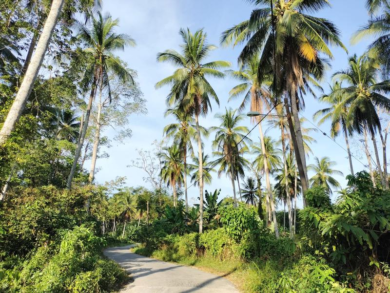 Weg omringd met palmbomen