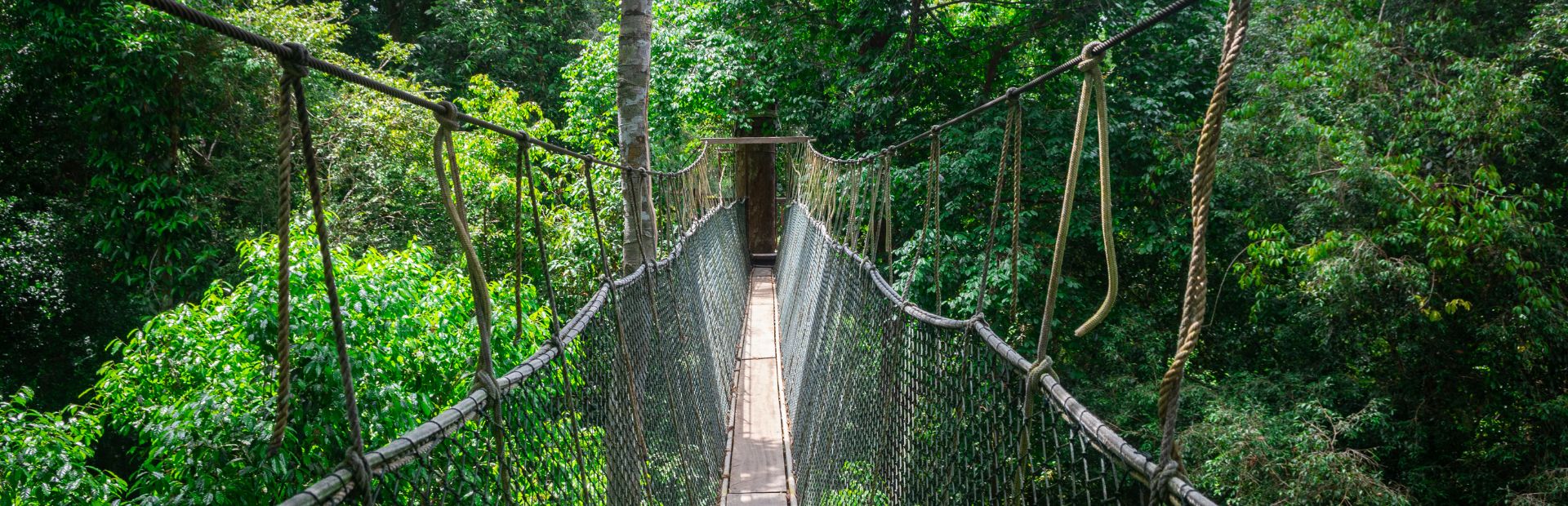 canopy walk maleisie