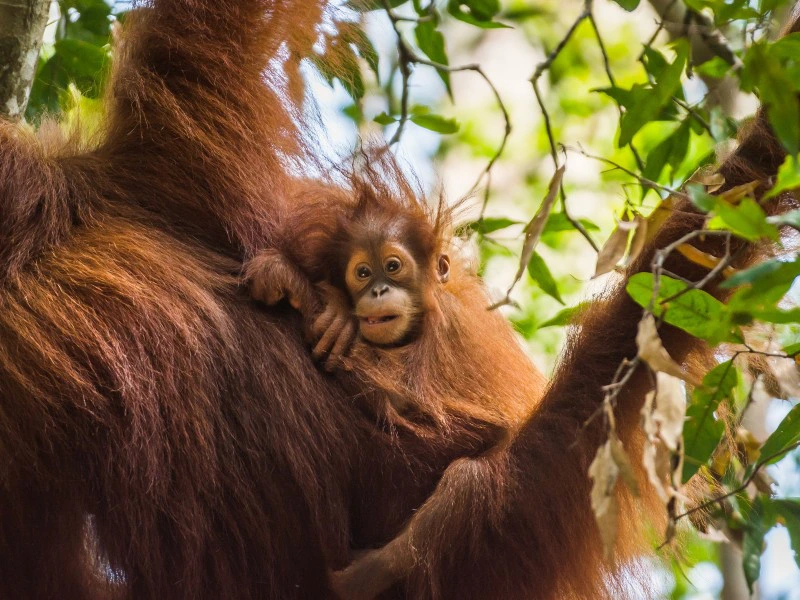 Orang Utan