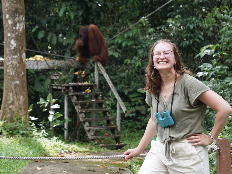 orangutan in semenggoh