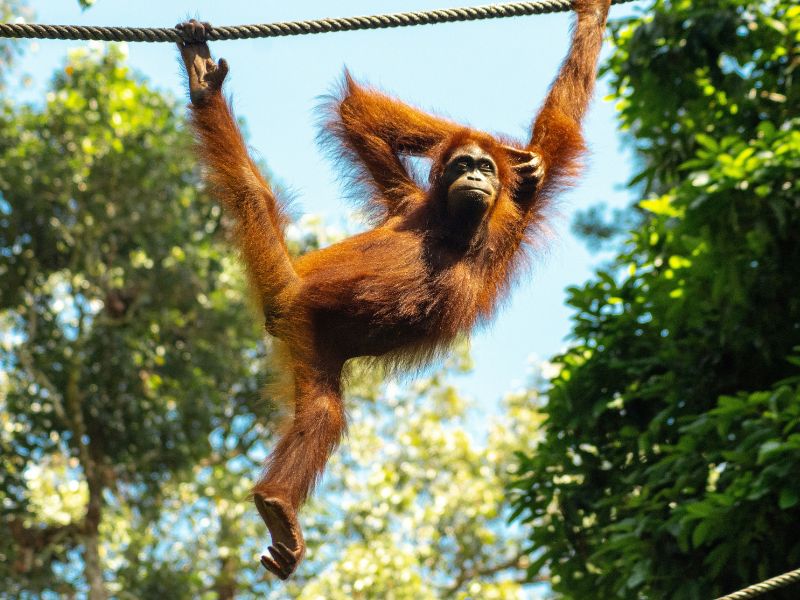Orang Oetan Borneo