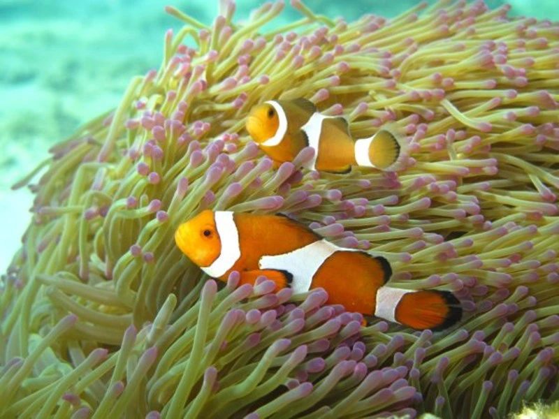 Pulau besar