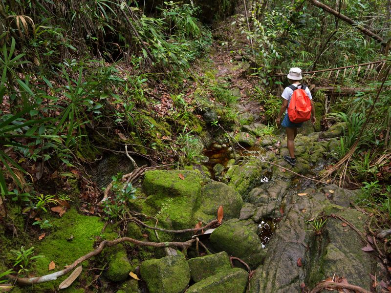 Jungle wandeling in Borneo