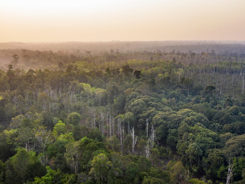Borneo landschap natuur