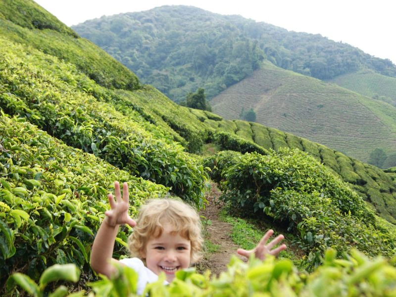 kind theevallei cameron highlands