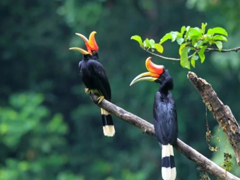 Taman negera