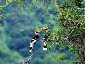 Maleisie met kinderen, exotische vogels Tiban