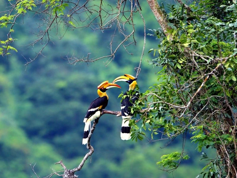 Maleisie met kinderen, exotische vogels Tiban