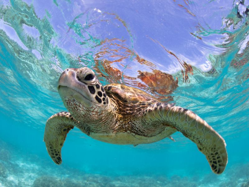 Catalonia Mirador des Port