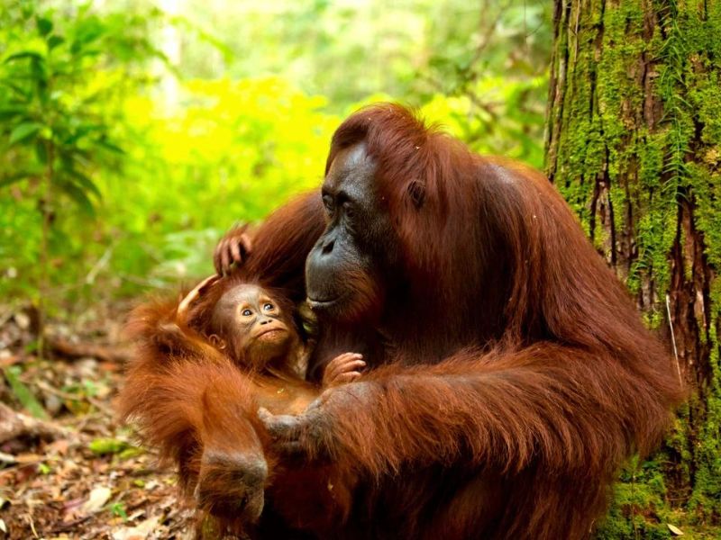 Orang Oetan Borneo