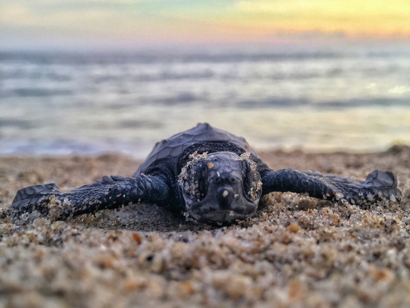 Camping Papillon Kinrooi