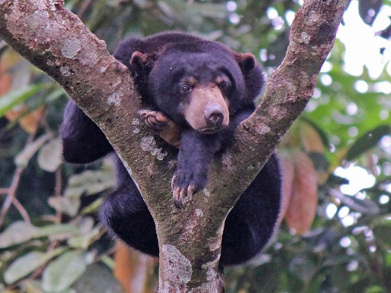 Zonbeer in de boom in Borneo