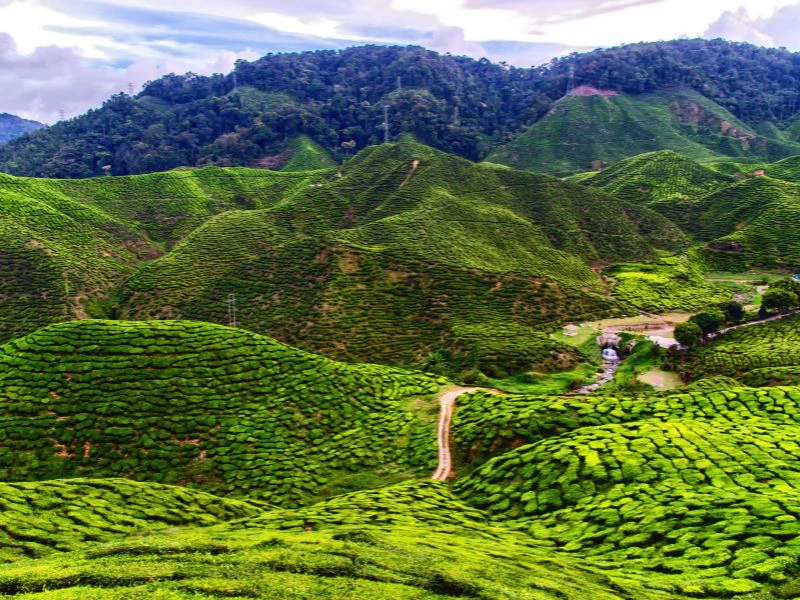 Luchtfoto van de theevelden van de Cameron Highlands