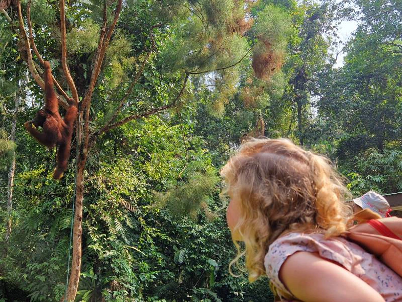 Orang utan spotten met kinderen