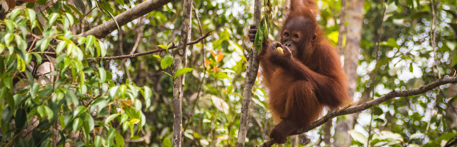 Orang-oetan in een boom fruit aan het eten