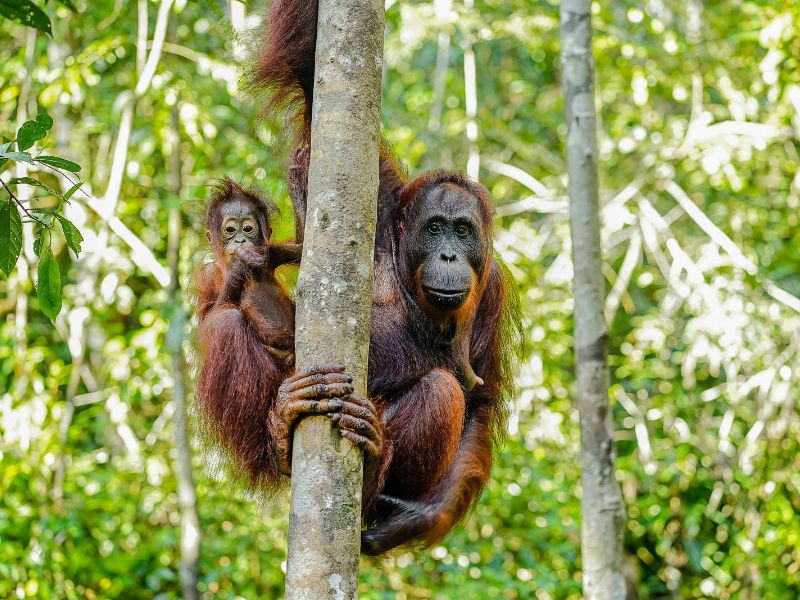 Met jungleboot op wildlife safari