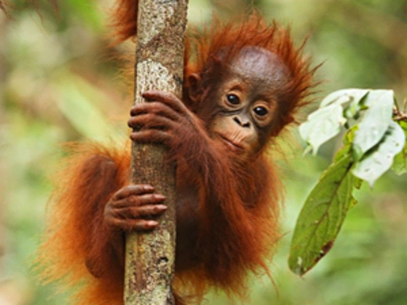 baby orang oetan in borneo