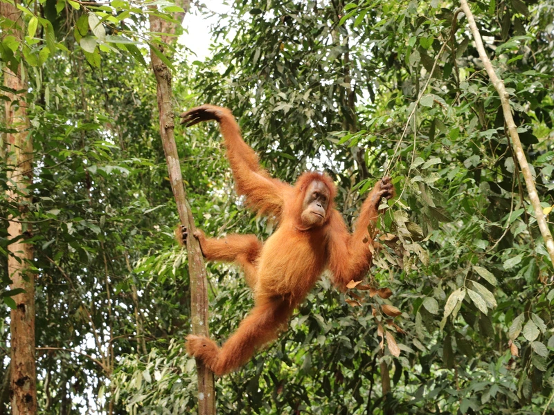 Sumatra orang oetan