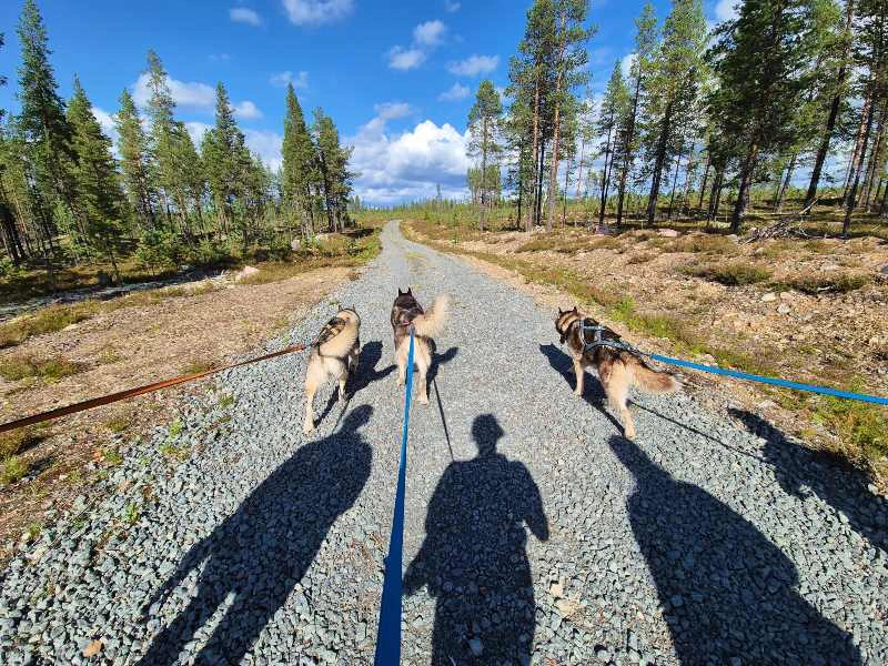 Husky tocht, Idre, Zweden