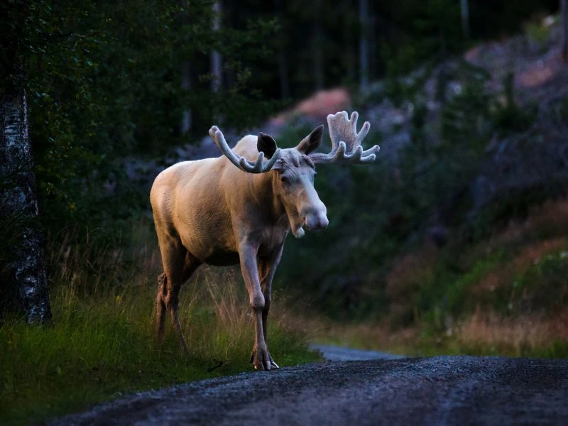 Zweden - eland tijdens herfst