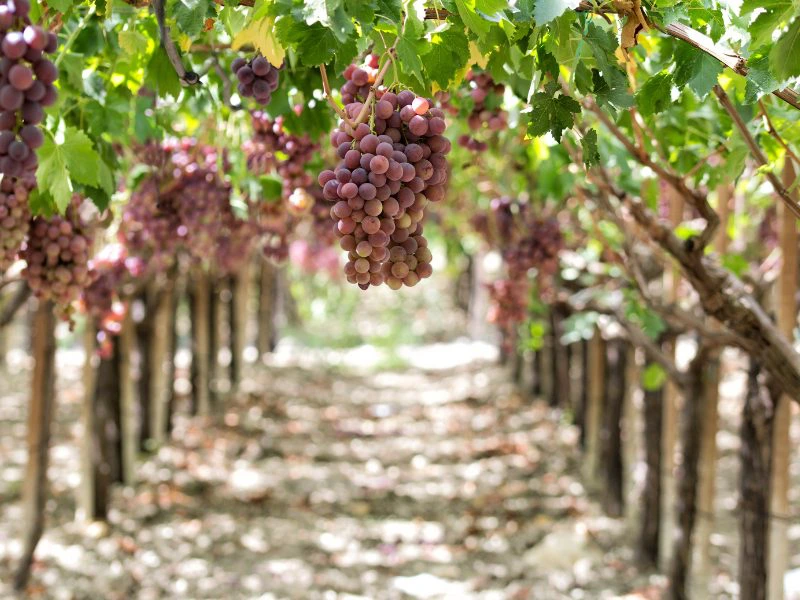 Sicilië - wijngaard