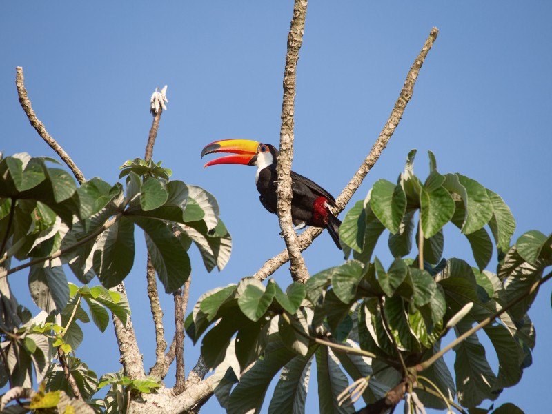 Toekan in het bos in suriname