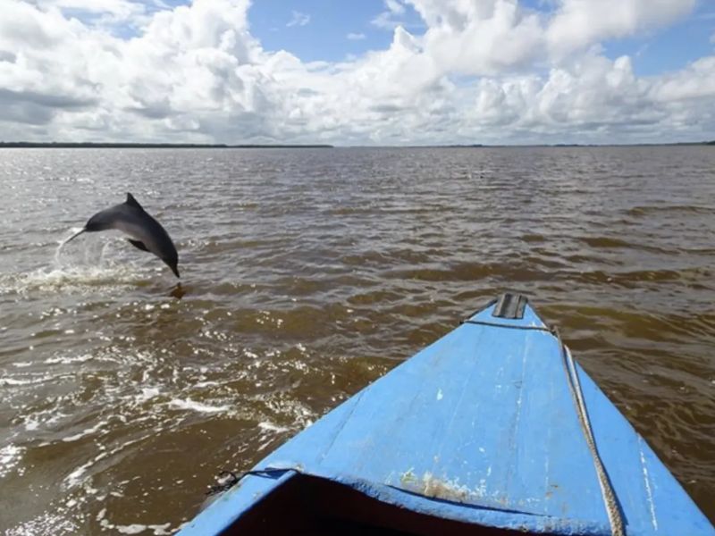Dolfijnen in de Suriname rivier