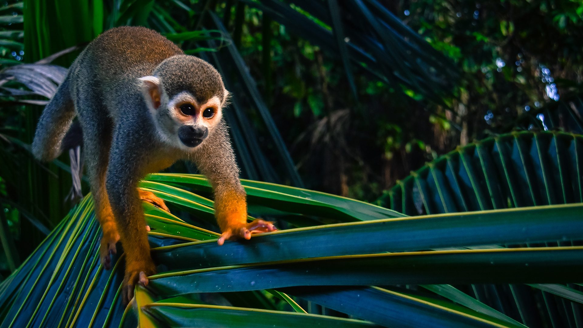 suriname suriname