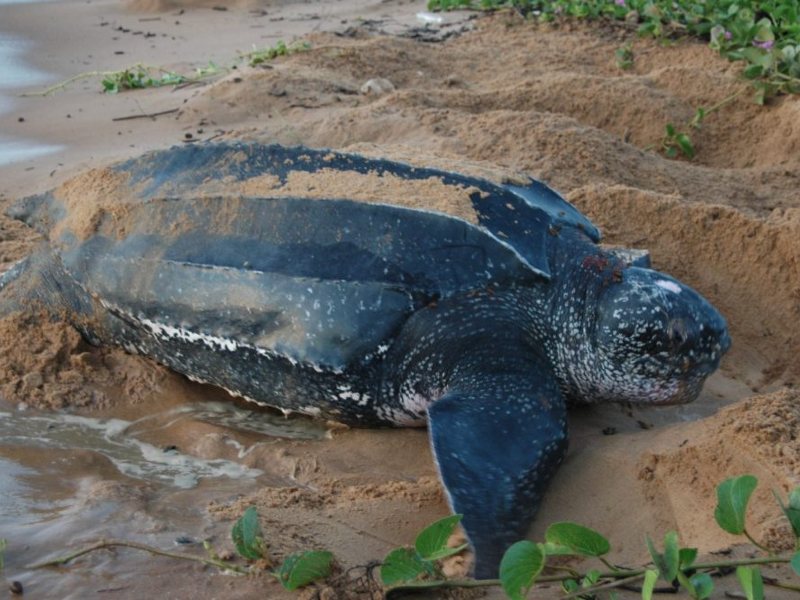 Lederschildpad op het strand van Galibi