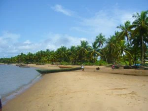 het strand van Galibi aan de Maroni rivier met palmbomen
