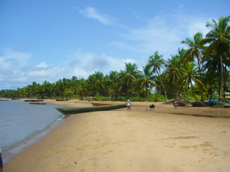 het strand van Galibi aan de Maroni rivier met palmbomen