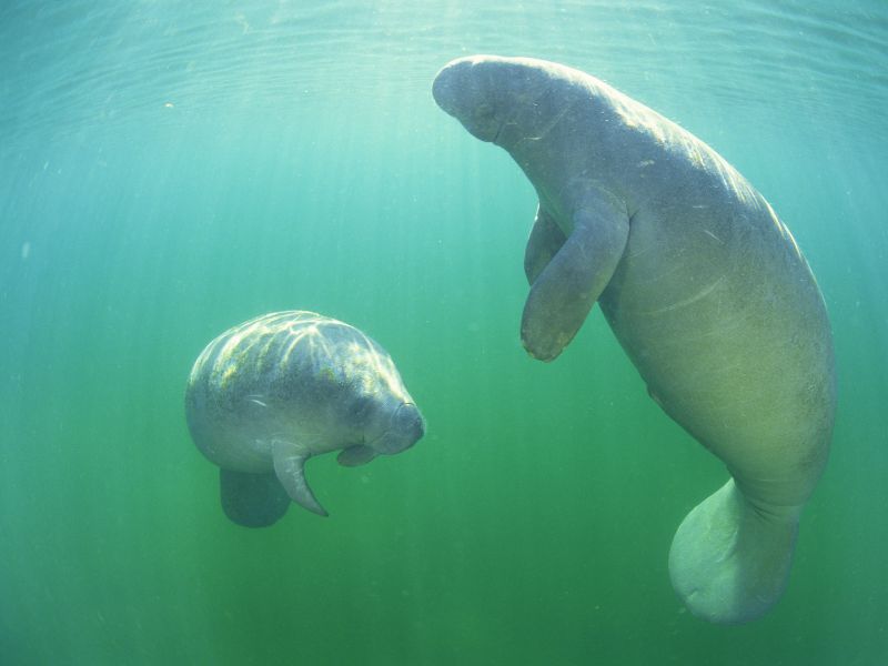 Zeekoeien in de Saramacca rivier